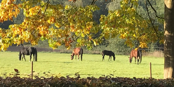 Young horses