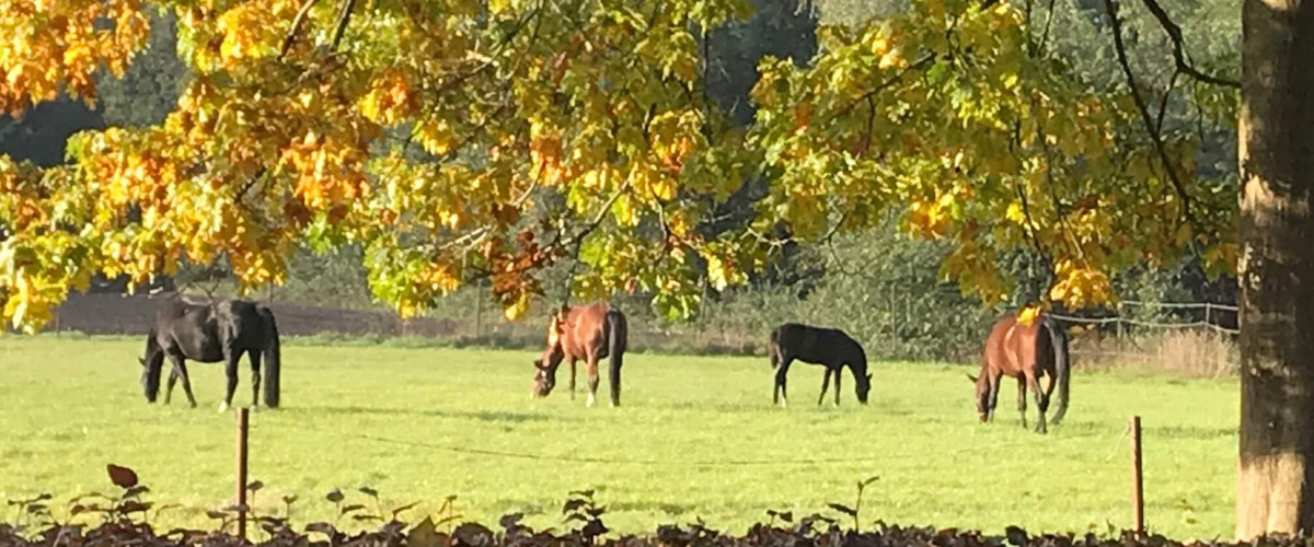 Young horses